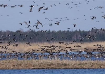 Migruojančios žąsys Žuvinte.