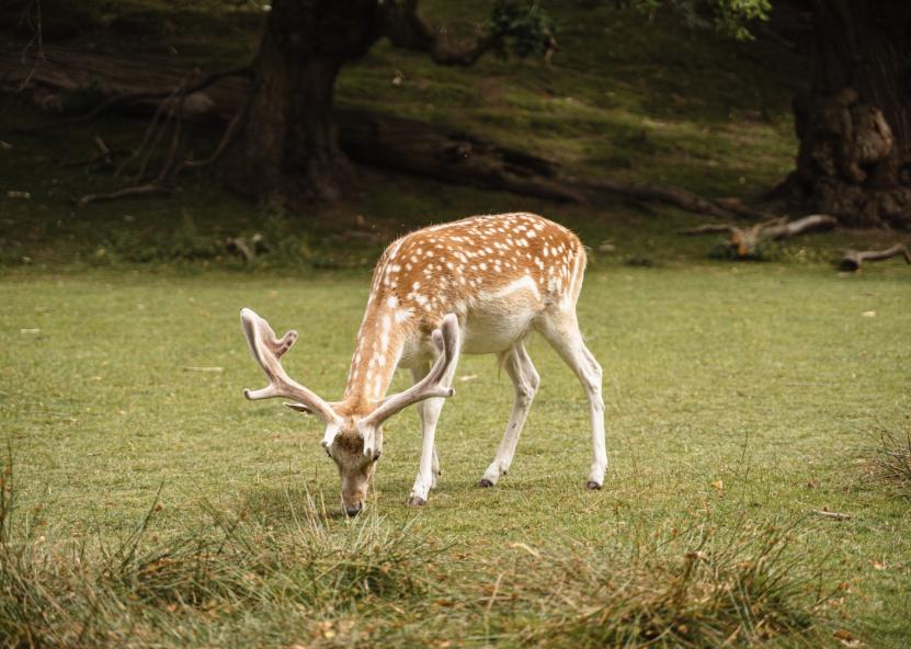 Asociatyvi nuotr. Canva nuotr. 