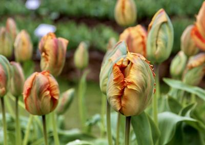 Tulpės. Šilutės naujienų nuotr.