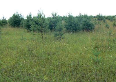 Miško įveisimas. Aplinkos ministerijos nuotr.