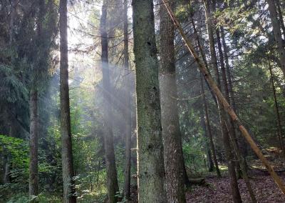 Miškas.AM nuotr.