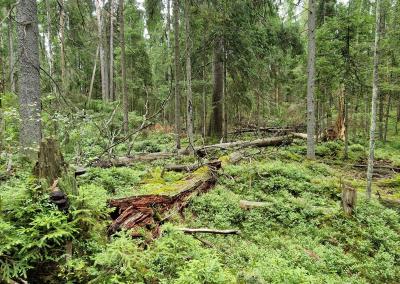 Saugomų teritorijų tarnybos nuotr.