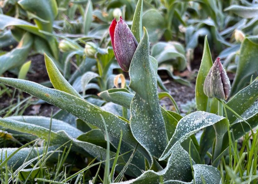 Šalnos Pakruojo dvaro gėlyne. Pakruojo dvaro nuotr. 
