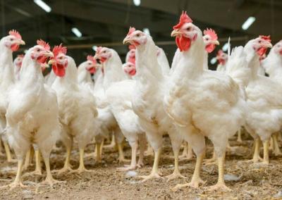 Vištos. ŽŪM nuotr.