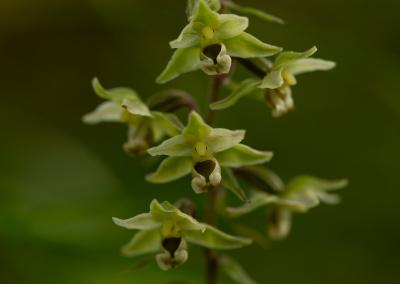 Saugomų teritorijų tarnybos nuotr.