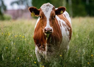 Asociatyvi nuotr. NMA nuotr.