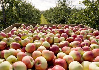 Obuoliai. ŽŪM nuotr.