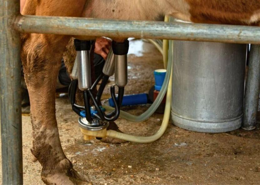 Asociatyvi nuotr. Pieno ūkis nuotr. 