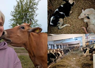 Alvyros Žilienės nuotraukos.