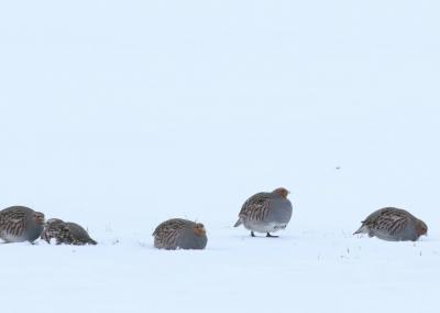 Kurapkos. VMU nuotr.