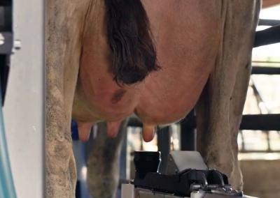 Automatinis melžimo robotas.