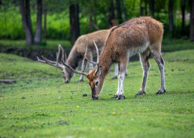 Medžioklės žurnalo nuotr.